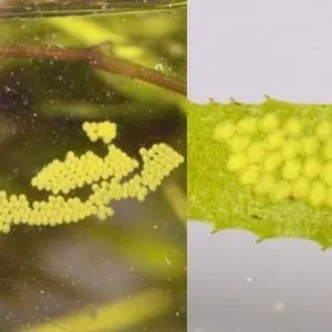 thumbnail for publication: Hydrilla Leafcutter Moth (unofficial common name) Parapoynx diminutalis Snellen (Insecta: Lepidoptera: Crambidae)